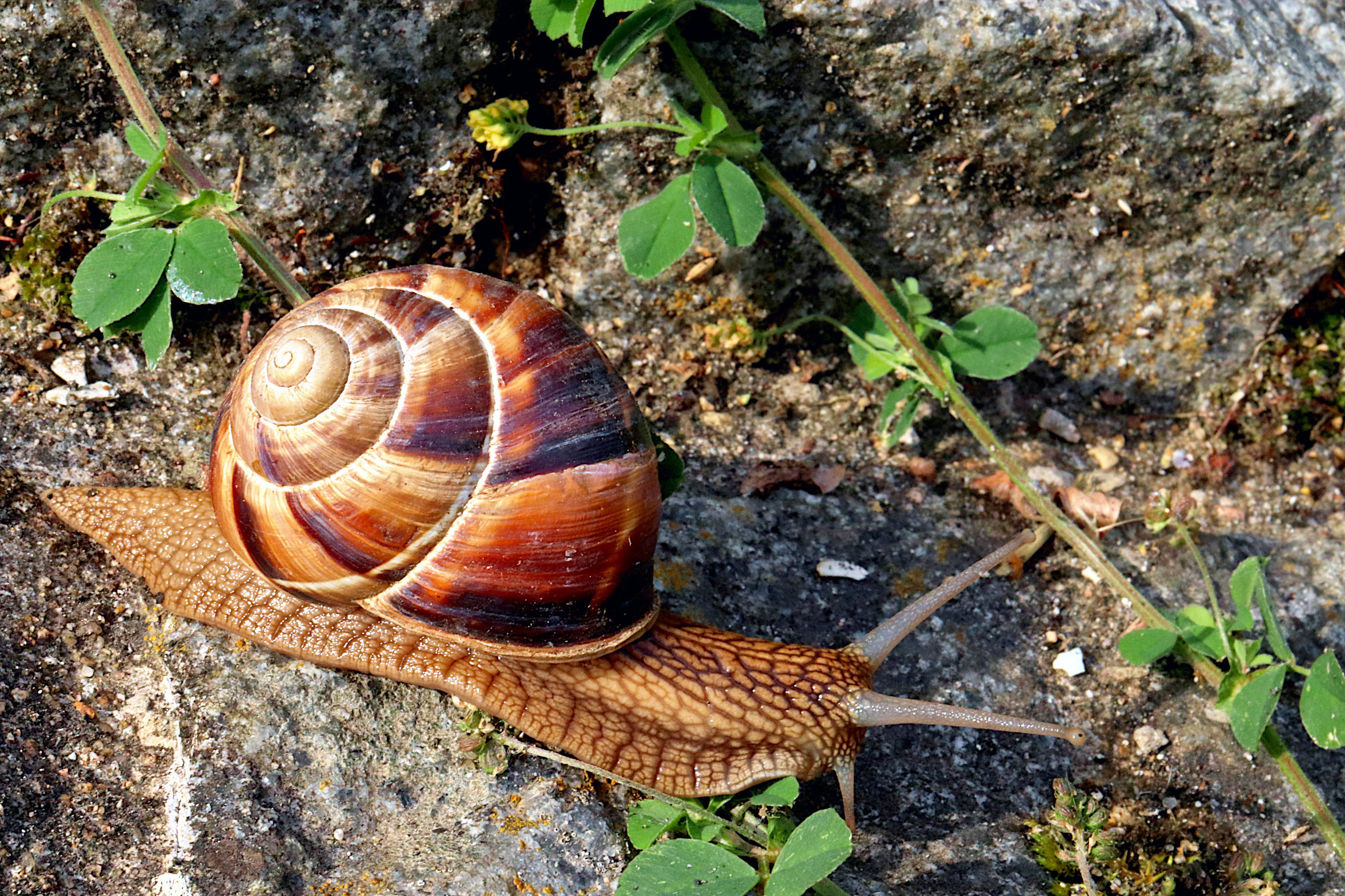 mich dann und wann abbremsen mich dann und wann abbremsen