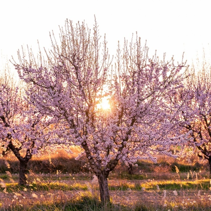Blühende Mandelbäume