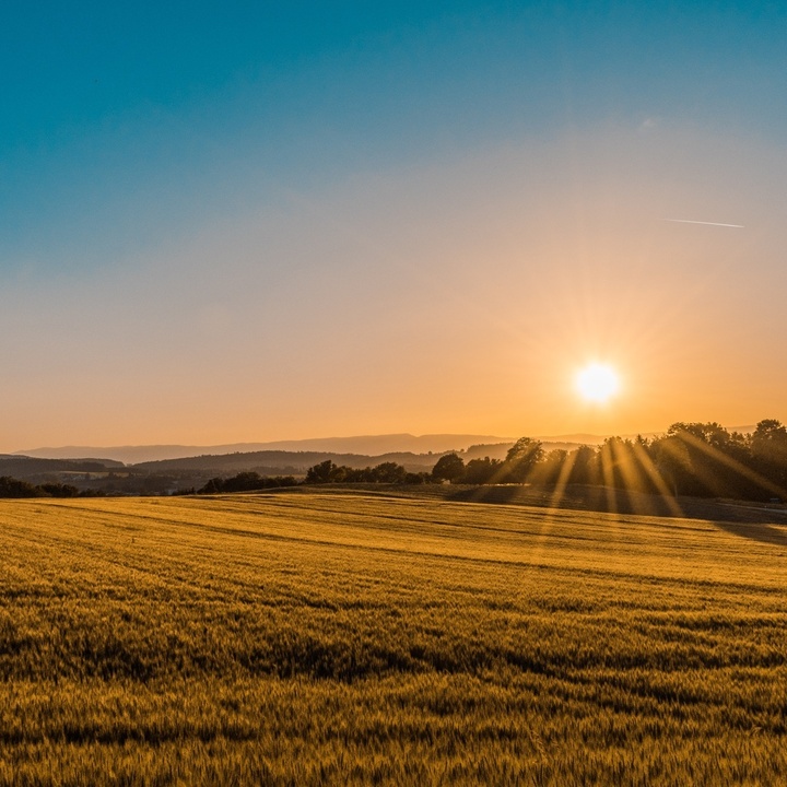 Sonnenaufgang über einem Feld