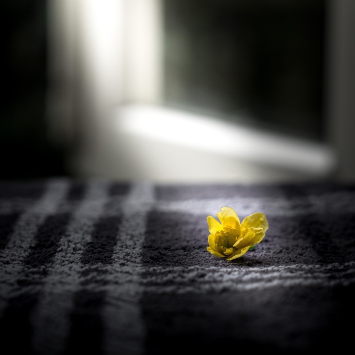 Gelbe Blume vor dunklem Hintergrund