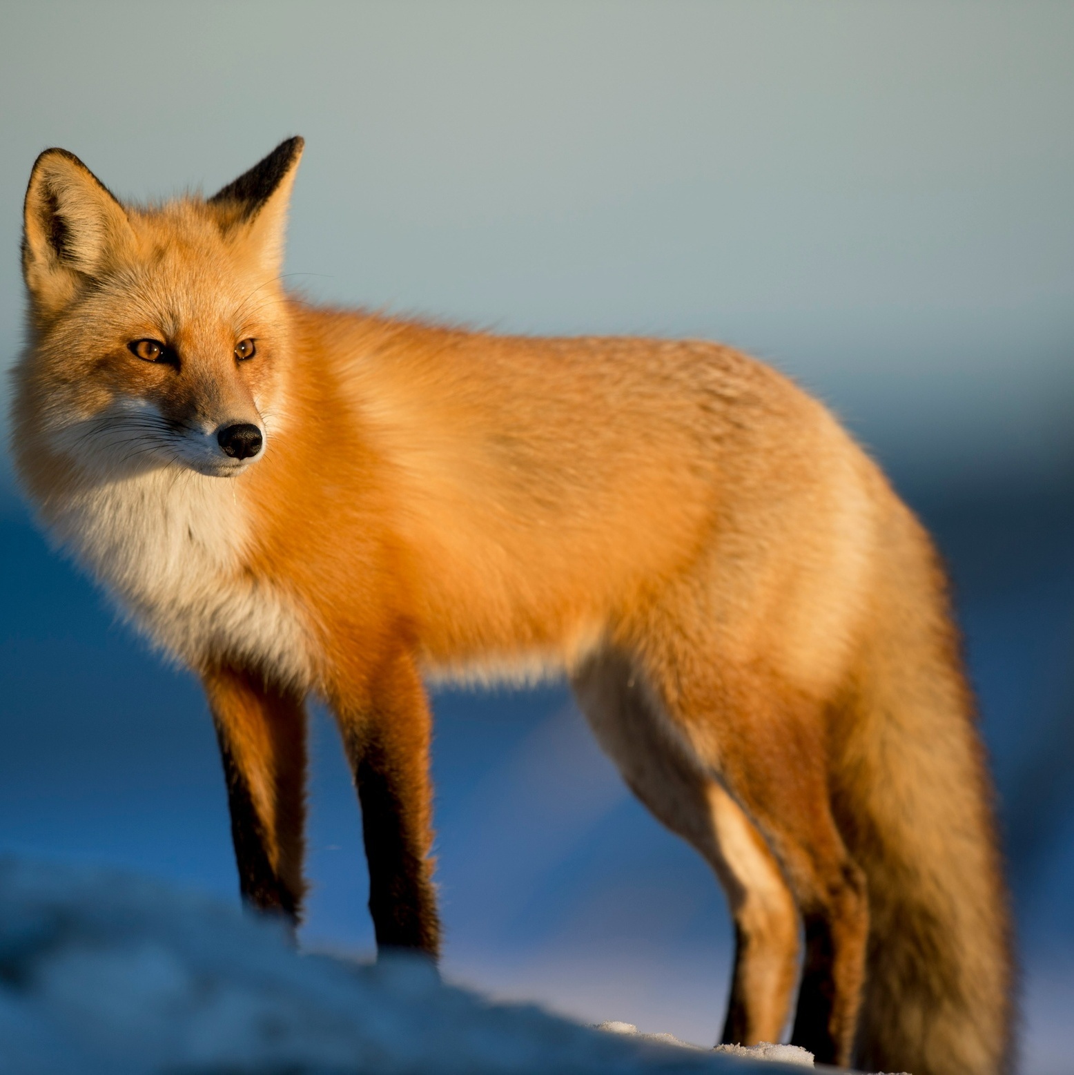 Fuchs hält Ausschau